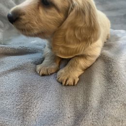 Dachshund Puppies from Honey Creek Dachshunds