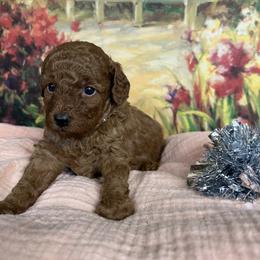 Mandy - Red  female Poodle puppy in Lawrenceburg, Tennessee from LUV Poodles and Maltipoos