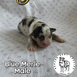 Peeta - Blue merle male Miniature Australian Shepherd puppy in Jaroso, Colorado from Heaven Sent Aussies