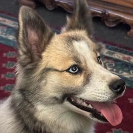 Anne - Pomsky