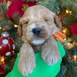 Australian Labradoodles from Ever After Labradoodles