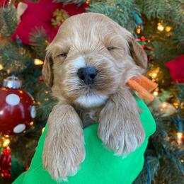 Australian Labradoodles from Ever After Labradoodles