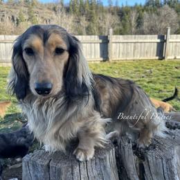 Sully - Dachshund
