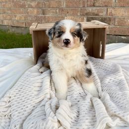 Australian Shepherd Puppies from Aussome Okie Aussies