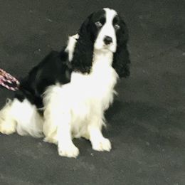 Nevaeh  - English Springer Spaniel