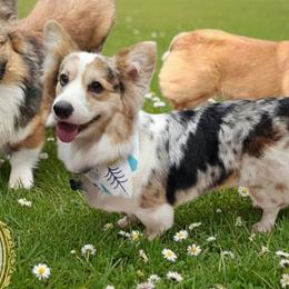 Shelby - American Corgi