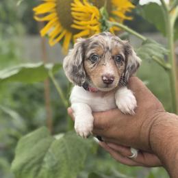 Dachshund Puppies from Thomas Homestead and Rabbitry