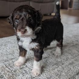 Harvest - Brown and white male Aussiedoodle puppy in Lake Bronson, Minnesota from Jupiter Doodles