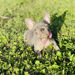 French Bulldog Puppies from Frenchie Paws