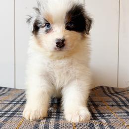 Brew - Blue merle male Australian Shepherd puppy in Kearney, Nebraska from Helix Aussies