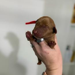 Red - Yellow male Labrador Retriever puppy in Gillete, Wyoming from Red Prairie Retrievers