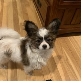 Papillon Puppies from A Breed Apart Papillons