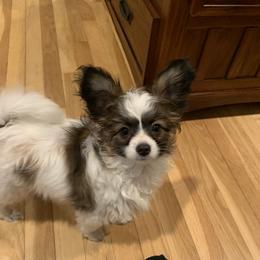 Papillon Puppies from A Breed Apart Papillons