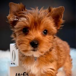Girl 3 Periwinkle - Tan female Yorkshire Terrier puppy in Machesney Park, Illinois from Three Yorkie Family
