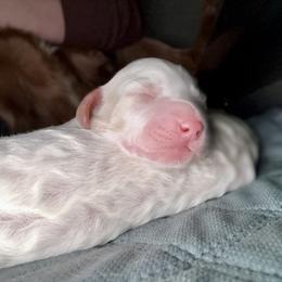 Spanky - Parti male Assorted Doodle Crosses puppy in Madison, Georgia from Porchlight Puppies