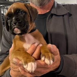 Winston - Boxer puppy from Hillbillie Boxers