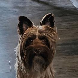 Java - Liver female Yorkshire Terrier puppy in Bucyrus, Ohio from Dyer's Beauties