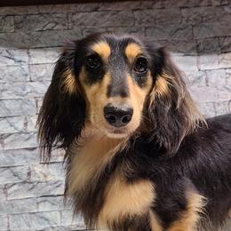 SCOTTY - Dachshund