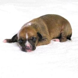 Yasmin Female 3 - Blue fawn female Italian Greyhound puppy in Sparta Tn And Caryville Fl, Tennessee from Summerwind Kennel