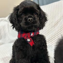 Creed - Black male Cocker Spaniel puppy in Corcoran, California from Sweetheart Cockers