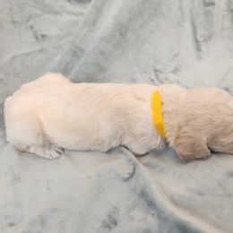 Poodle Puppies from Karla Skow
