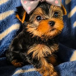 Grey collar female - Black and gold female Yorkshire Terrier puppy in Lawrenceburg, Kentucky from HelloBeautifulYorkies