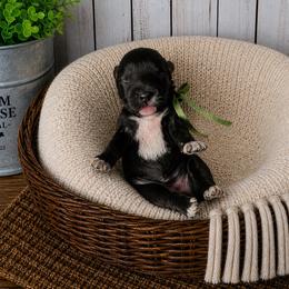 Clover - Black female Miniature Schnauzer puppy in Magalia, California from NorCal Schnauzers