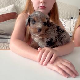 Asher - Blue merle male Aussiedoodle puppy in Orland, California from Shockley’s Elite Doodles