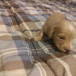 Dachshund Puppies from Cantrell Pups