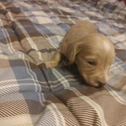 Dachshund Puppies from Cantrell Pups