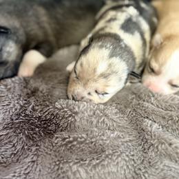 Freya - Merle female Pomsky puppy in Doon, Iowa from Luxury Pomsky
