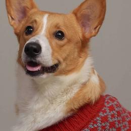 Pembroke Welsh Corgis from The Crazy Corgi Bunch