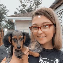 Dachshund and French Bulldog Puppies from Trust Fund Devil Kennel
