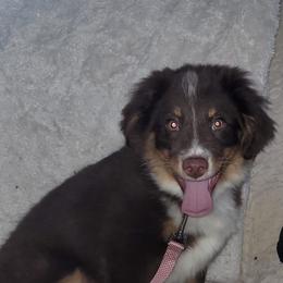 Willy - Red tri male Miniature Australian Shepherd puppy in Conneaut, Ohio from J&K Mini Aussies and Golden Retrievers