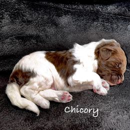 Chicory - White and seal male Bordoodle puppy in Mancos, Colorado from Mesa View Puppies