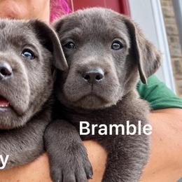 Bramble (Black Collar) - Charcoal male Dilute Retriever puppy in Baldwin City, Kansas from Hedge Lane Labradors