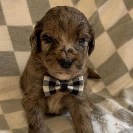 Bonanza - Blue merle male Bernedoodle puppy in Holden, Missouri from Mid-West Bernedoodles