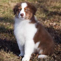 Utah - Red tri-color male Australian Shepherd puppy in Easton, Missouri from MMA Kennel