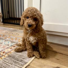 Matza - Red male Cockapoo puppy in Beresford, South Dakota from DAKOTA DOOD RANCH