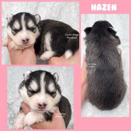 Hazen - Black and white female Pomsky puppy in Sheffield, Iowa from Clover Ridge Pomskies