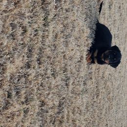 Rottweiler Puppies from Gottlïchen Rottweilers