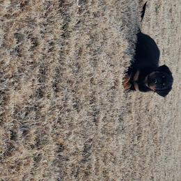 Rottweiler Puppies from Gottlïchen Rottweilers