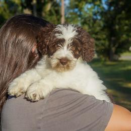 Glory - Chocolate female Australian Labradoodle puppy in Dawson, Georgia from Still Pond Australian Labradoodles