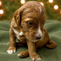 Liberty - Yellow Collar - Red  female Goldendoodle puppy in Huntsville, Alabama from Falcon Ridge Doodles
