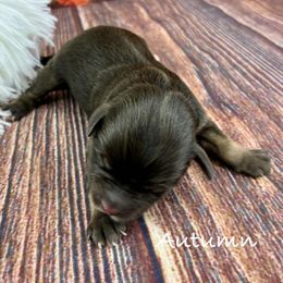 Autumn - Liver female Miniature Schnauzer puppy in Sylvania, Georgia from Southern Sky Miniature Schnauzers