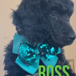 Boy 4 - Black Poodle puppy in Oceanside, New York from Anastasia STANDARD Poodles three four seven seven five four two three four five