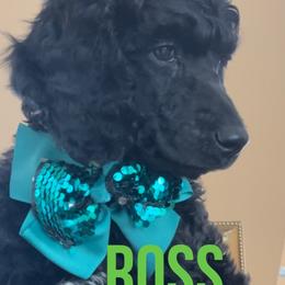 Boy 4 - Black Poodle puppy in Oceanside, New York from Anastasia STANDARD Poodles three four seven seven five four two three four five