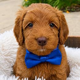 Ben - Caramel red male Australian Labradoodle puppy in Pella, Iowa from Iowa's Lake Park Labradoodles