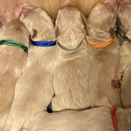 Mr Gray - Golden male Golden Retriever puppy in Havana, Florida from Golden Gems