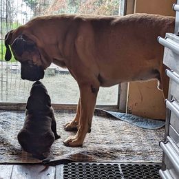 Boerboel All Grown Up from Romboel Farm Dogs